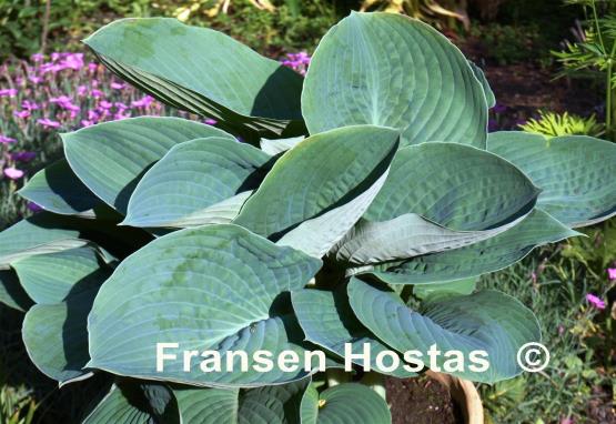 Hosta Blue Vision